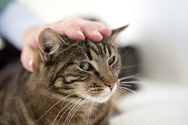 Una mano su un gatto.