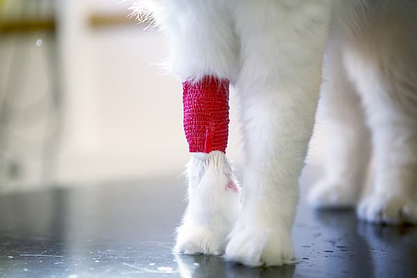 Un gatto con una benda sulla zampa.