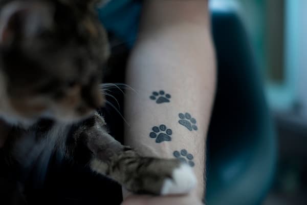 Un gatto con impronte di zampe sul braccio di una persona.