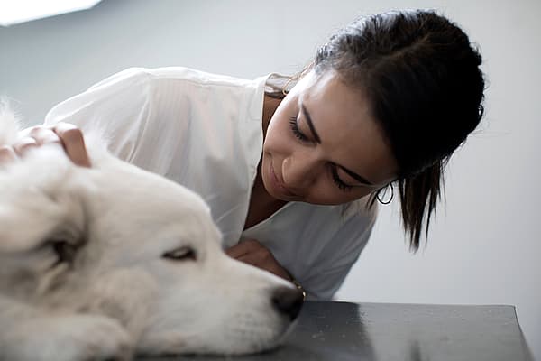 Una persona che accarezza un cane.