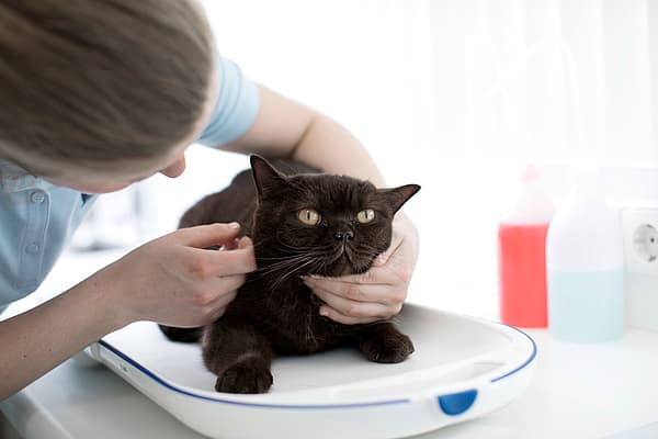 Una persona che accarezza un gatto.