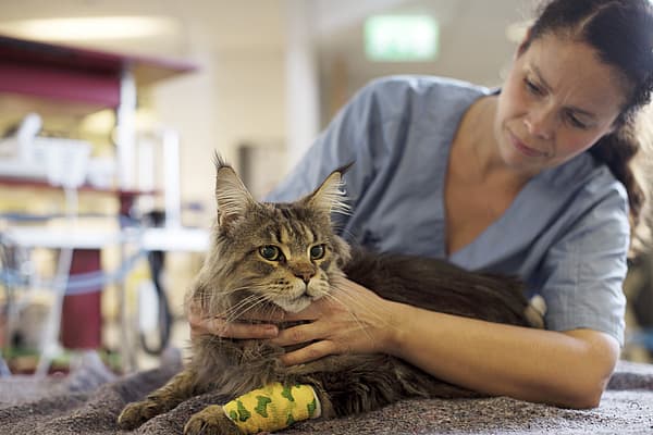 Una persona che accarezza un gatto.