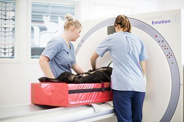 Una persona e un cane visitati da un medico.