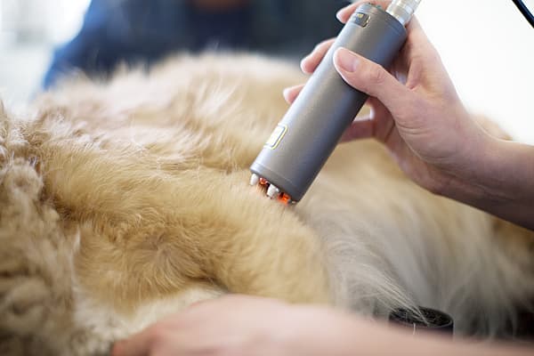 Una persona che utilizza un dispositivo per pulire il pelo di un cane.