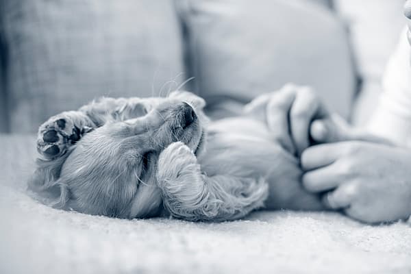 Un cane sdraiato su un divano.