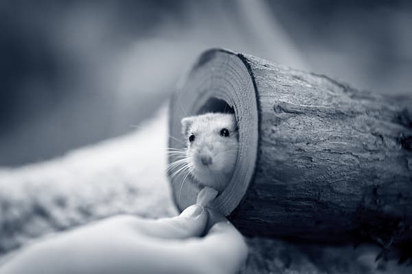 Un mouse in un registro.