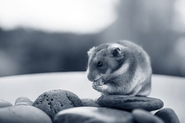 Un roditore che mangia una noce.