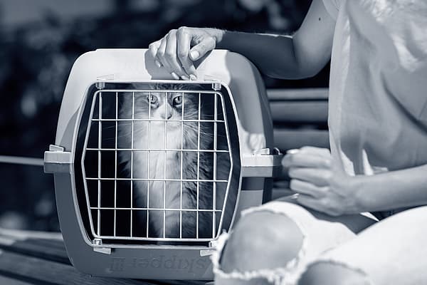 Un gatto in gabbia.