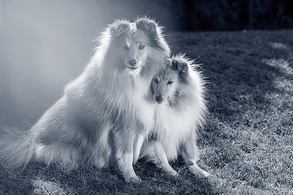 Due cani seduti sull'erba.