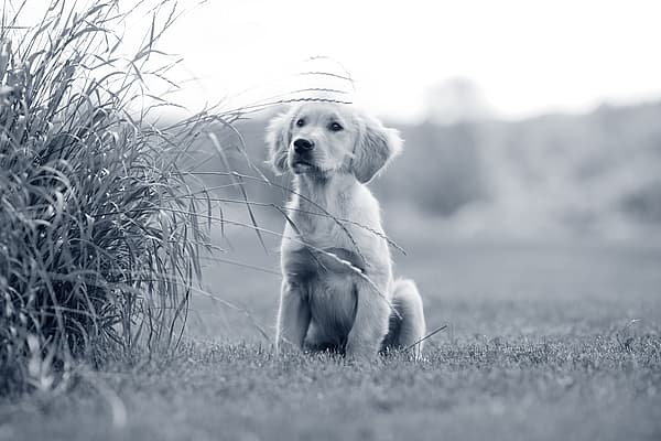 Un cane seduto nell'erba.