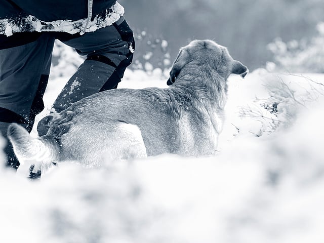 cane e neve