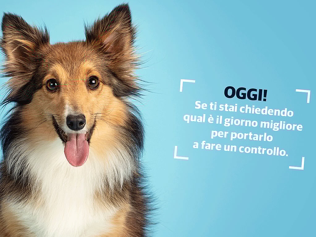 Un cane con la lingua di fuori.