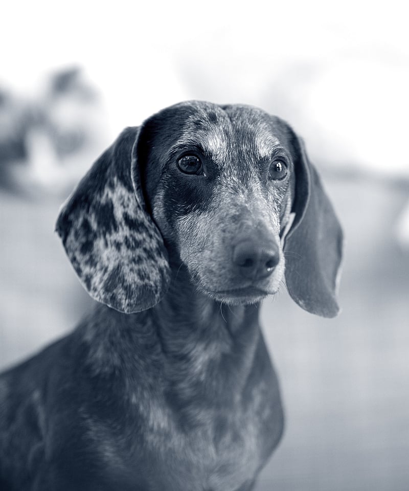 Un cane con uno sguardo macchiato.