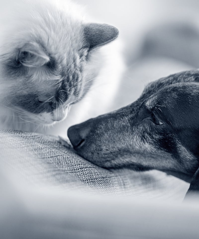 Un gatto e un cane sdraiati su un divano.