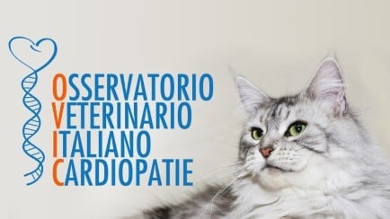 Un gatto e un cane che si guardano.