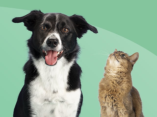 Un cane e un gatto che si guardano.