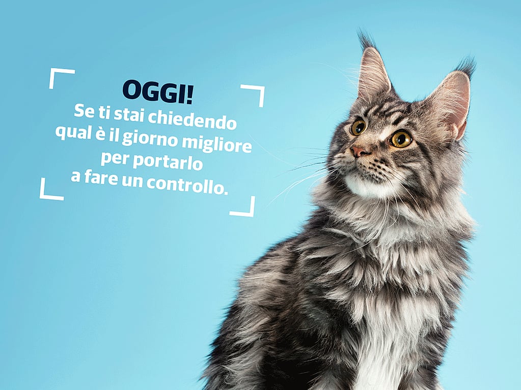 Un gatto con un'espressione sorpresa.
