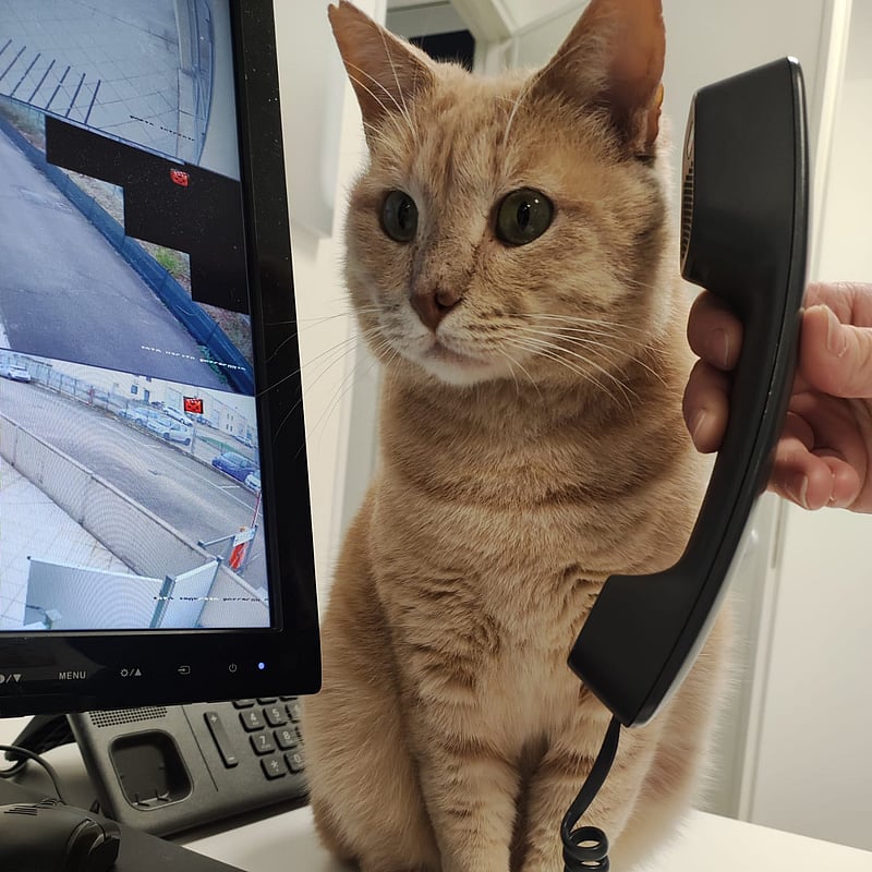 Foto di Giuliano il gatto, Customer Care