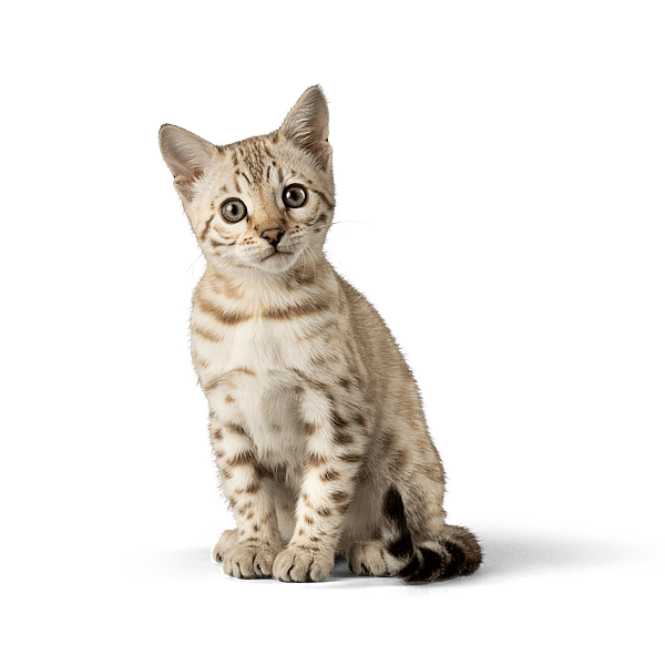 Un gatto seduto su uno sfondo nero.