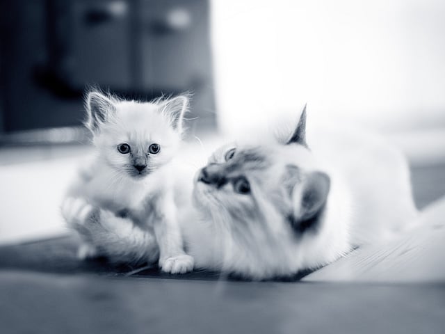 Un gatto e un gattino su un tappeto.