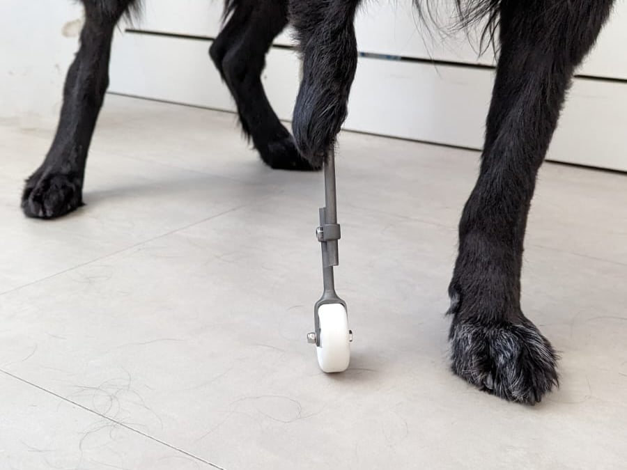 Un cane con una ruota sulla zampa.