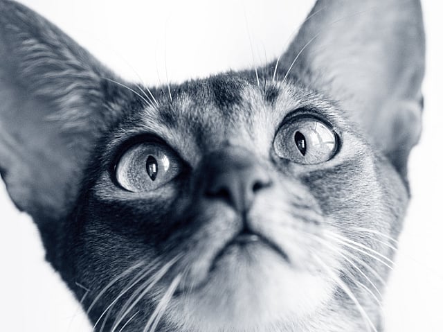 Un gatto che guarda un vaso.