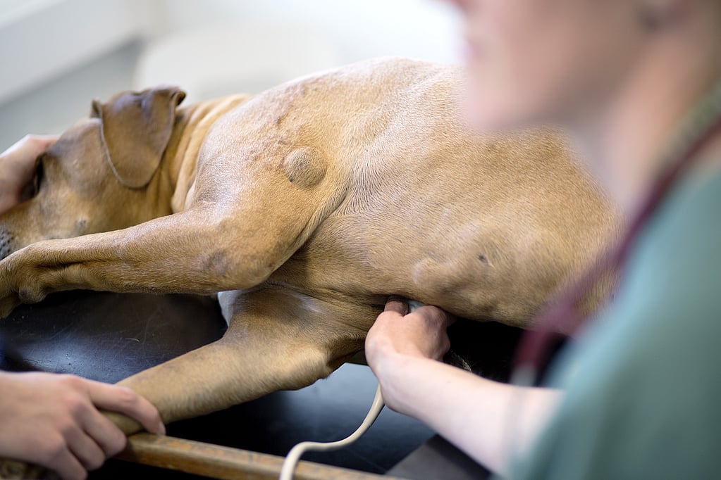 Un cane visitato da un veterinario.
