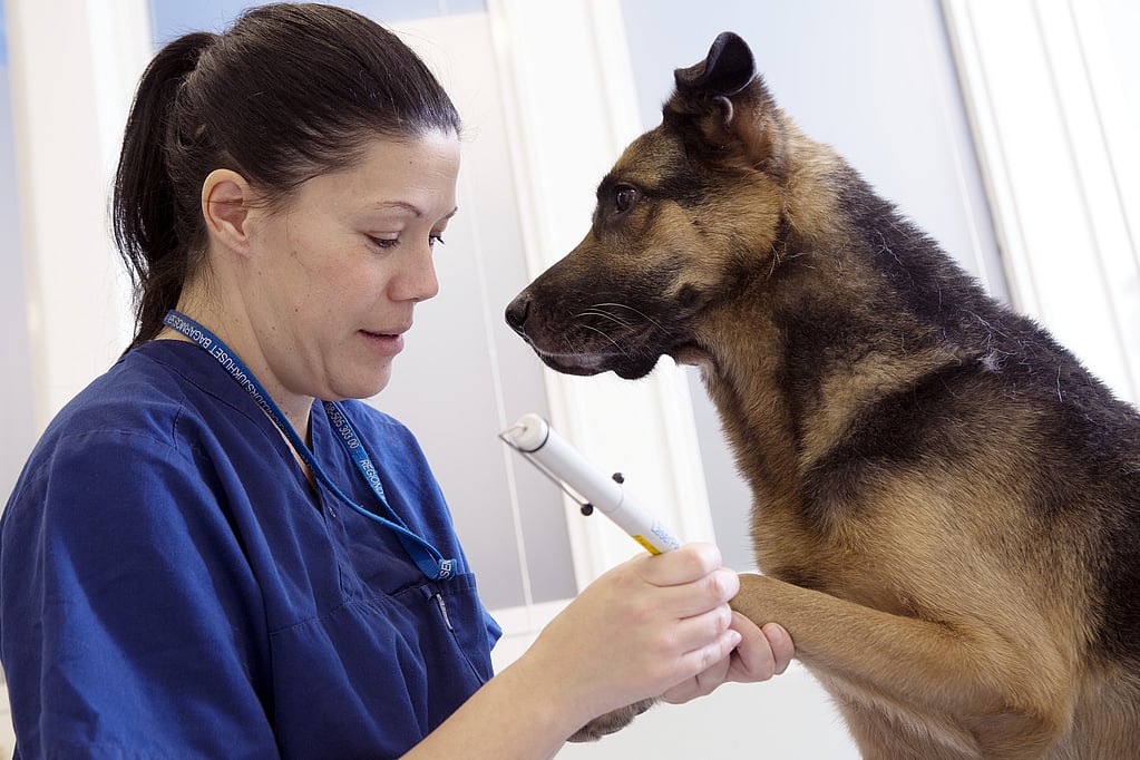 Una persona che tiene un bastone a un cane.