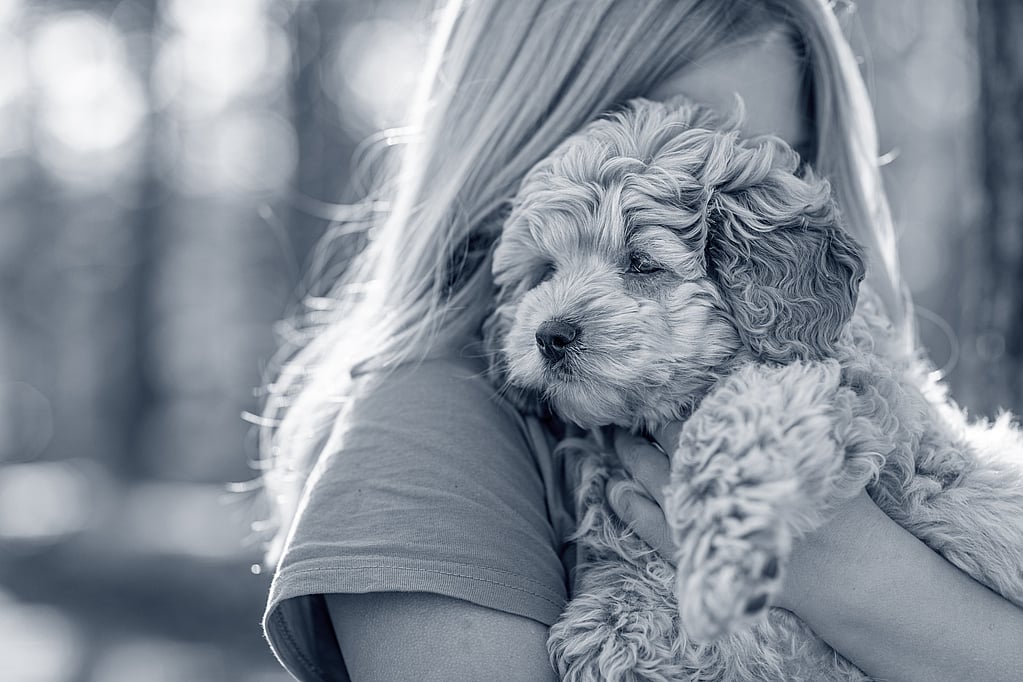 Una persona che tiene in braccio un cane.