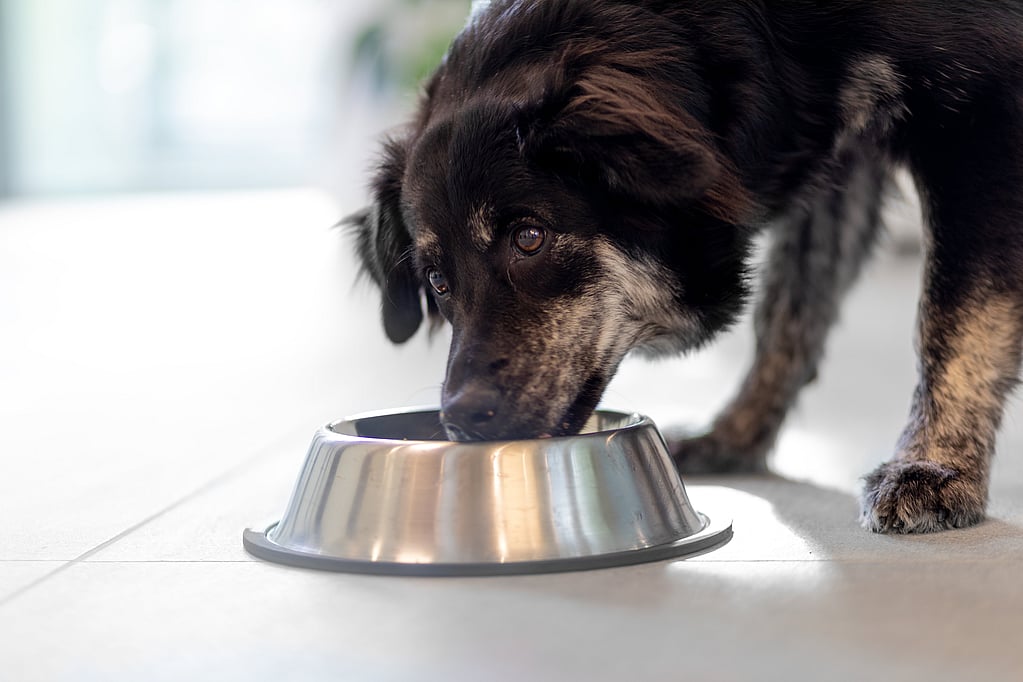 Un cane che mangia da una ciotola.