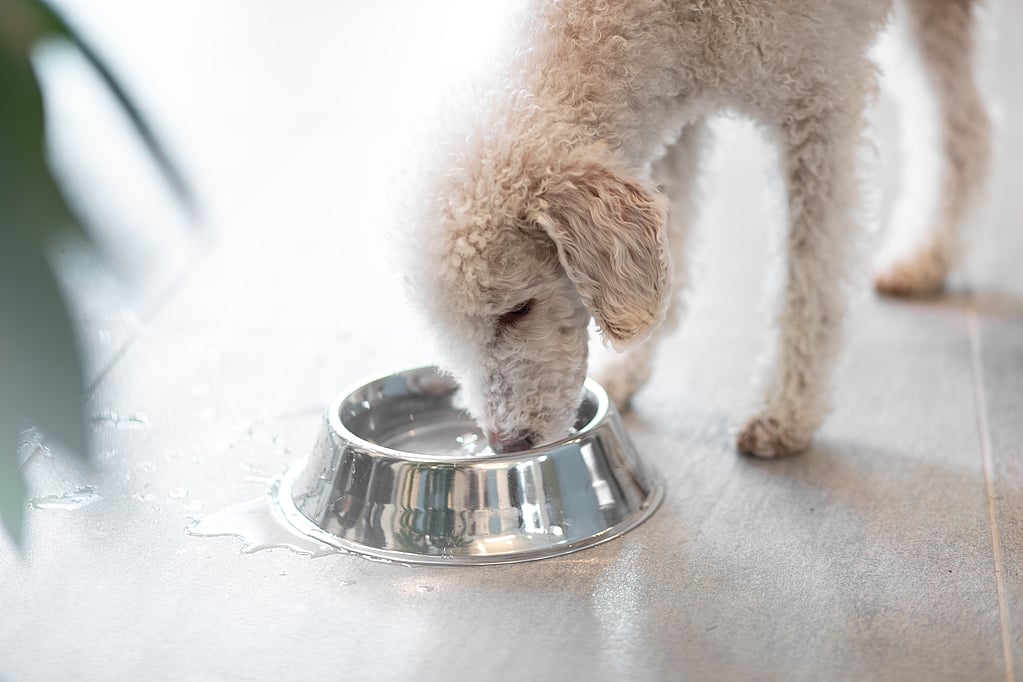 Un cane che mangia da una ciotola.