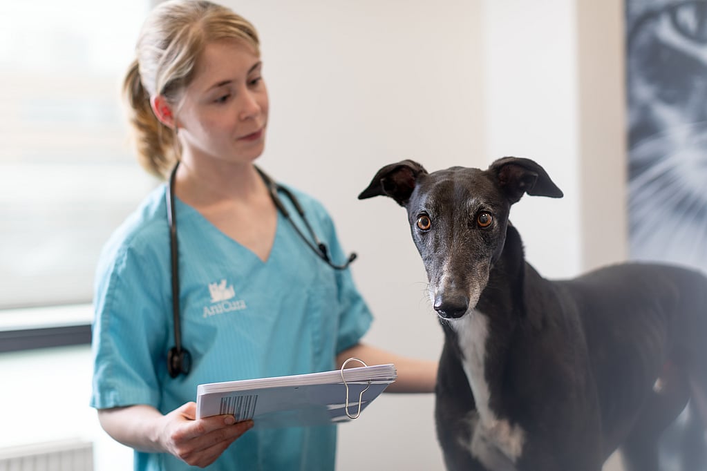 Una persona in un camice blu che tiene un blocco per appunti accanto a un cane.