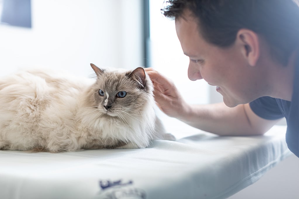 Una persona che accarezza un gatto.