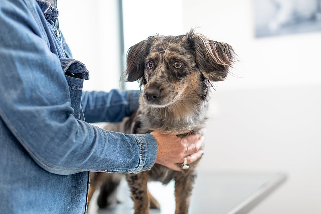 Una persona che tiene in braccio un cane.