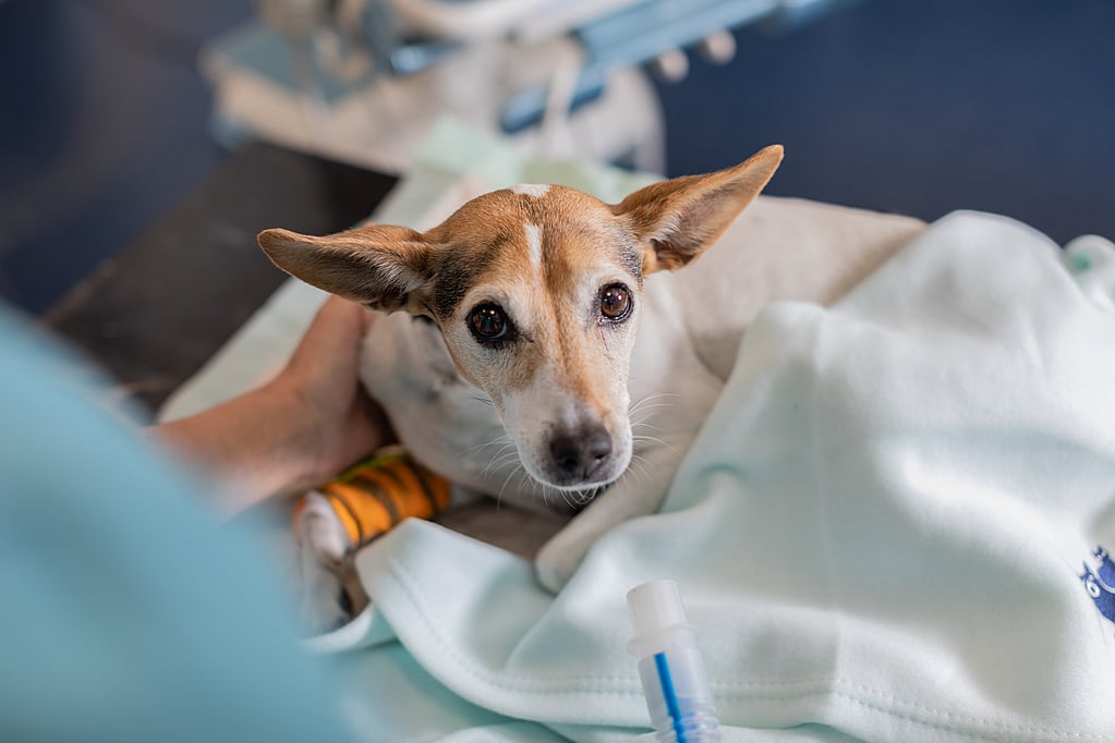 Un cane sdraiato su una coperta.