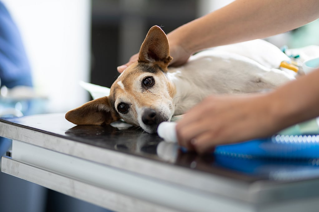 Una persona che accarezza un cane.