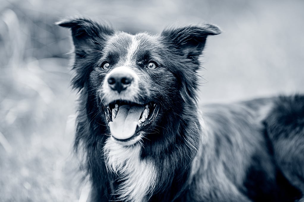 Un cane con la bocca aperta.