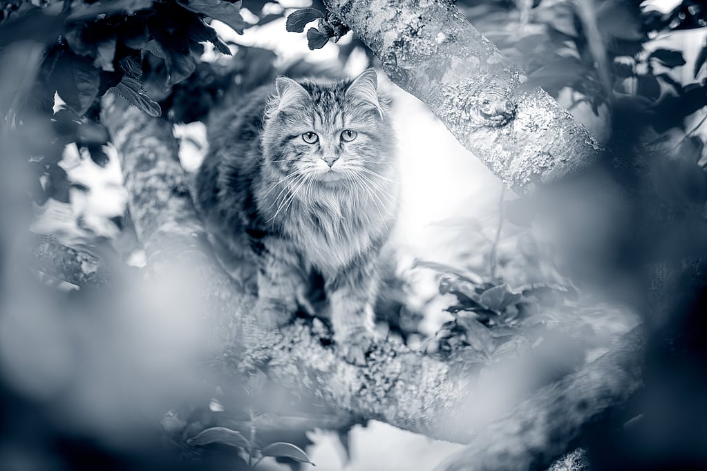 Un gatto in piedi su un ramo di un albero.