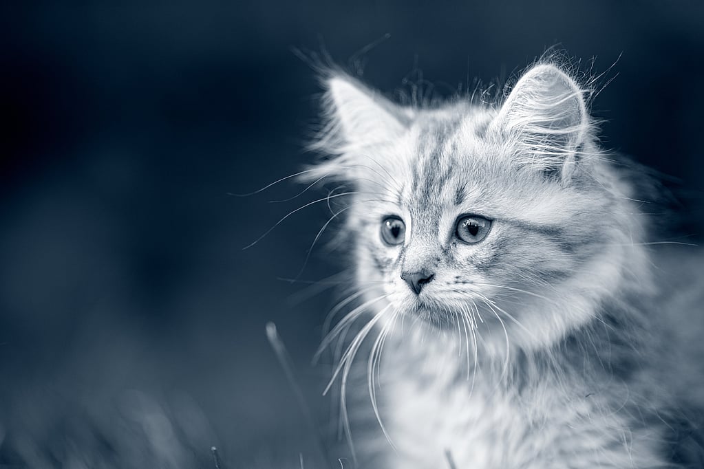 Un gatto che guarda la telecamera.