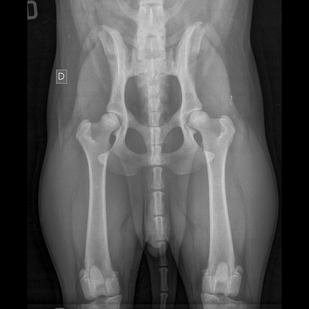 Radiografia di un cane.