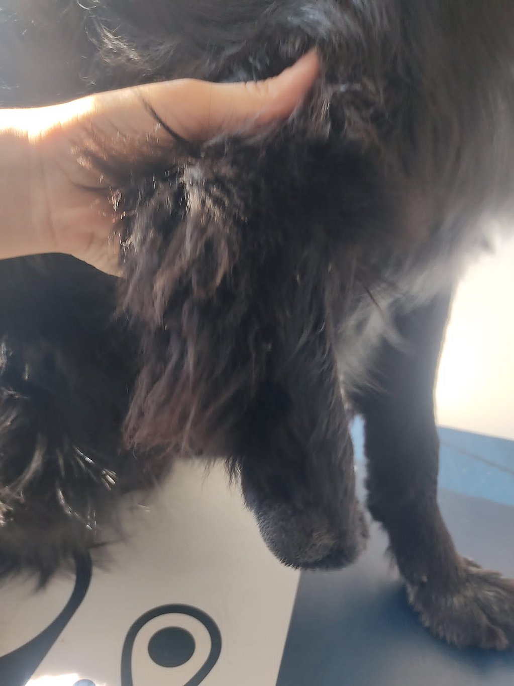 Una mano che tiene un cane nero peloso.