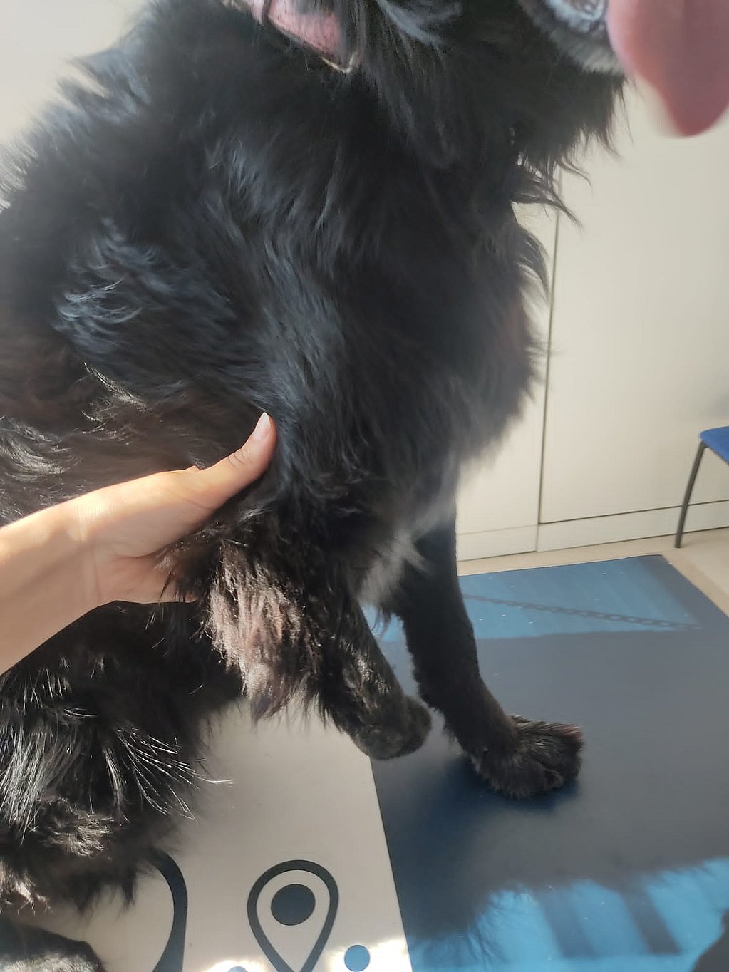 Una mano che tiene un cane nero.