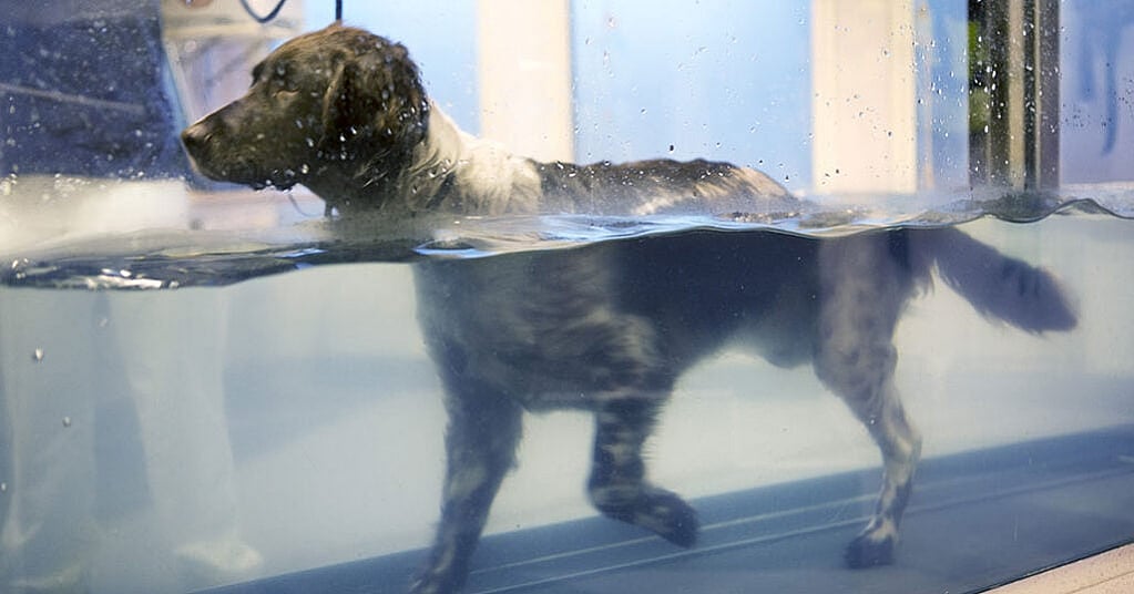 Un cane che nuota nell'acqua.