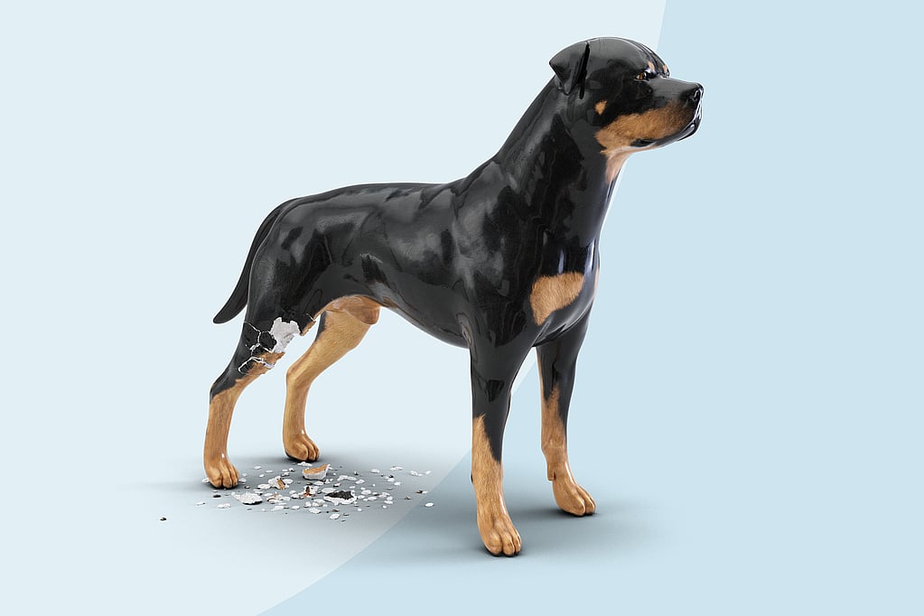 Un cane con una zampa rotta.