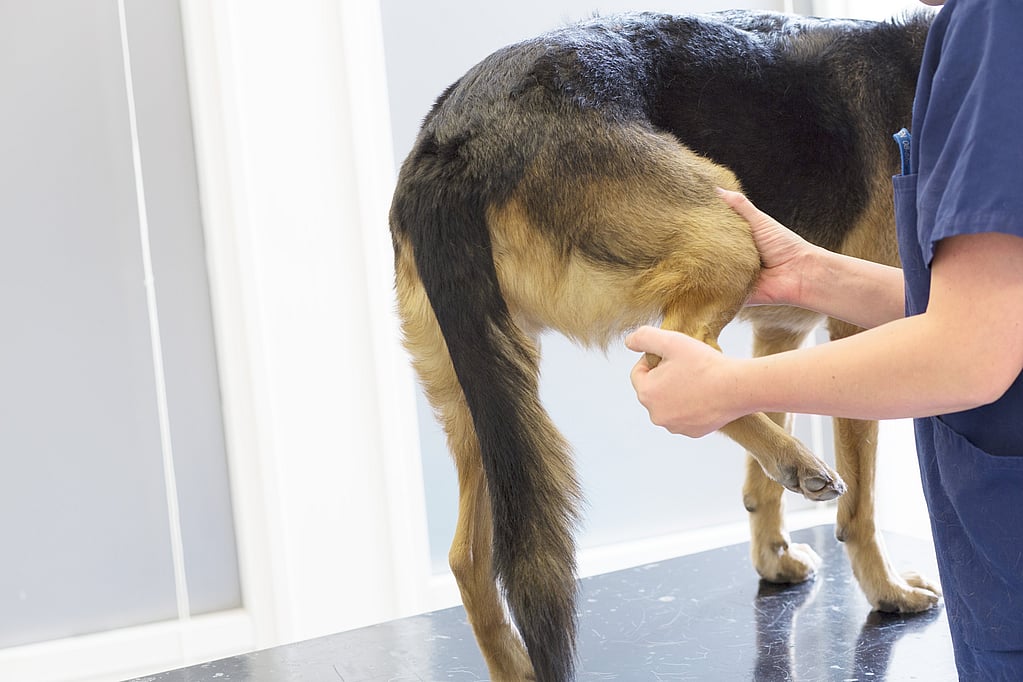 Una persona che tocca la coda di un cane.