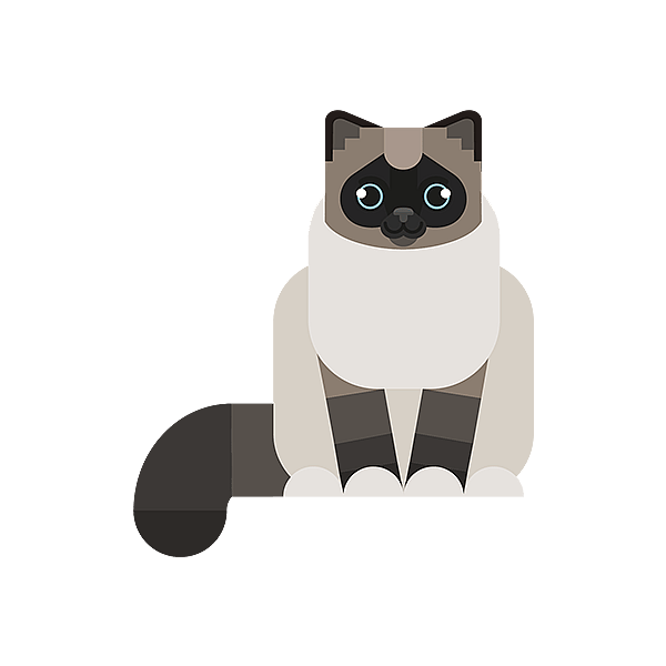 Un gatto seduto su uno sfondo nero.