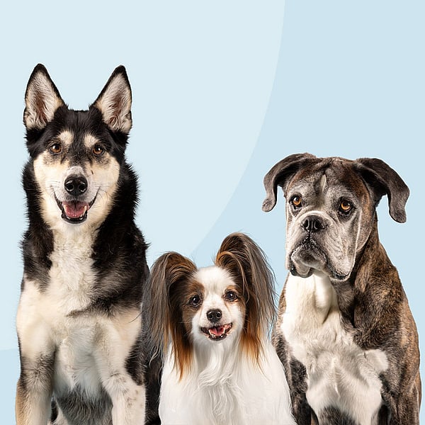 Un gruppo di cani seduti insieme.