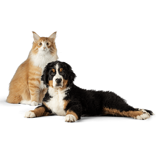 Un gatto e un cane che guardano la macchina fotografica.