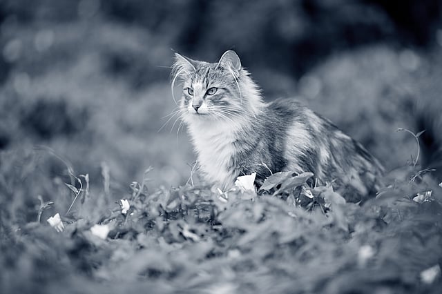Un gatto seduto nell'erba.
