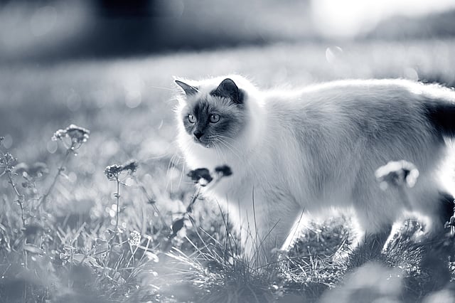 Un gatto in piedi nell'erba.